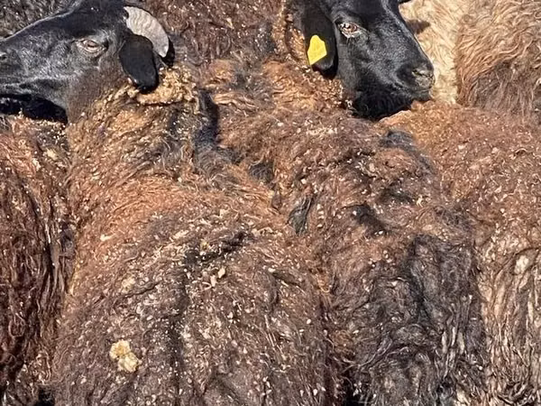 Moutons (lot, sexe non indiqué), Karachay sheep
