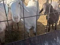 Domba betina, Dorper sheep — foto 1