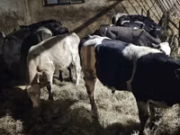 Bovinos (lote, sexo no especificado), Ganado vacuno — foto 4
