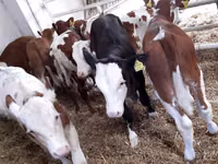牛（ロット、性別未指定）, Simmental cattle — 写真 2