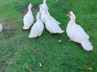Ducks — photo 7