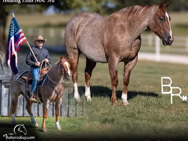 Caballo, Quarter Horse