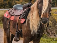 حصان, Friesian — الصورة 1