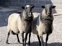 نعجة, Romanov sheep — الصورة 2