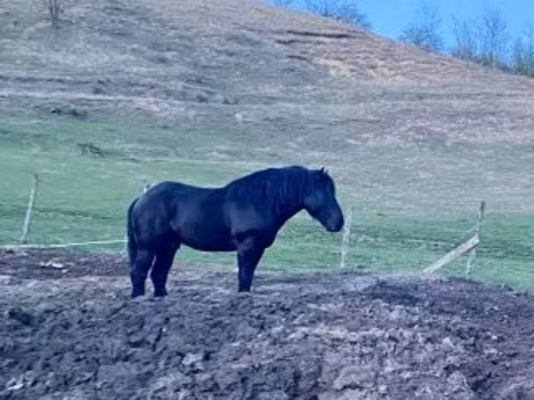Caballo, Kabardian horse