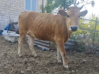Vache, Vache brune du Caucase — photo 6