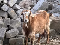 Ziege, Nubian Goat — Foto 1