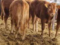 Cattle (batch, sex not specified), Simmental cattle — photo 5