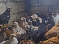 Chickens — फ़ोटो 2
