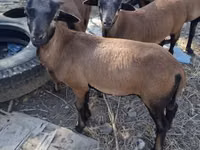 Bélier, Cameroon sheep — photo 1