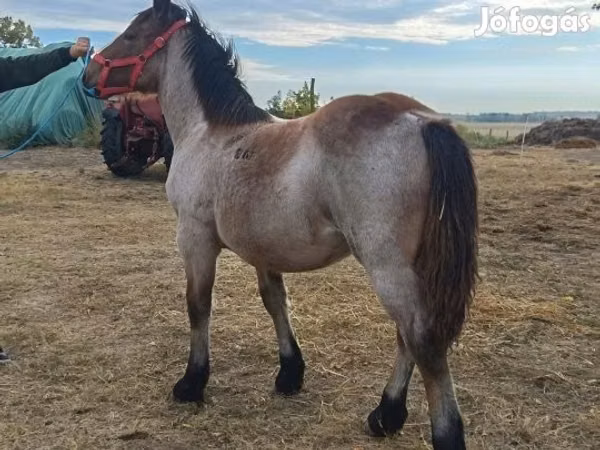 Yegua, Caballos