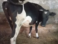 雌牛, Russian Black pied cattle — 写真 1