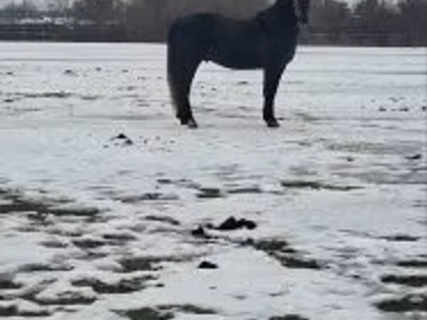 Hengst, Lipizzaner