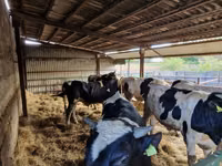 Bulle, Holstein-Rasse — Foto 1