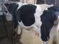 Vaca, Raza Holstein — foto 3