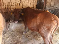 بقرة, الياك البري — الصورة 2