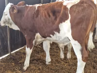 Bovins (lot, sexe non indiqué), Simmental cattle — photo 1