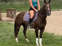 Jument, Quarter Horse — photo 3