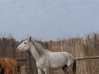 Kuda jantan, Orlov Trotter — foto 2