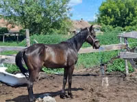 Caballo, Hungarian horse breed — foto 1