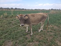 Корова, Браун-маунтин — фото 1