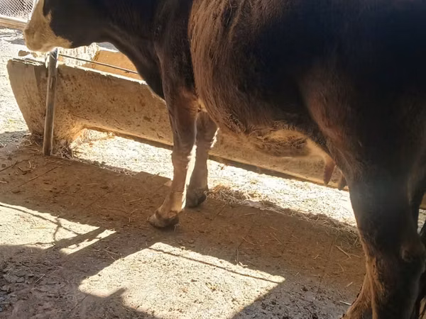 Vache, Race Alatauskaya
