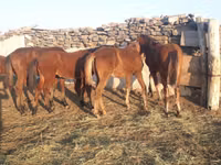 Horse (M), Mugalzhar horse — photo 1