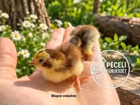 Quails — Foto 3