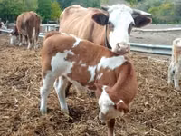Toro, French Simmental cattle — foto 5