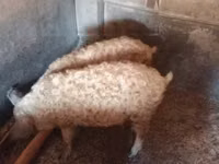 Babi jantan — foto 3