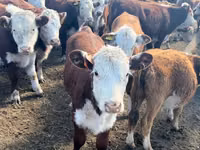 母牛, Galloway cow — 照片 4
