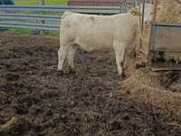 雌牛, Charolais cattle — 写真 3
