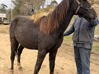 حصان, Black Sea breed — الصورة 3