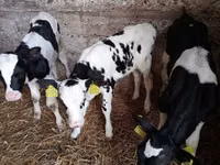 Bulle, Limousin-Kuh — Foto 1