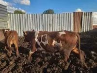 Sapi, Red Steppe Cow — foto 1