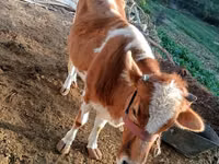 Vaca, Simmental cattle — foto 3