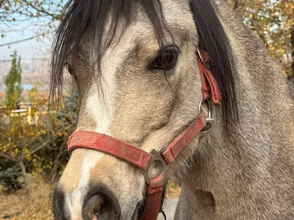 Jument, Welsh Mountain Pony