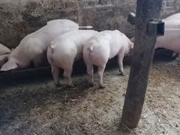 Свиноматка, Топигс Норсвин