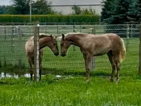 Kuda betina, Black Sea breed — foto 4