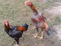 Chickens — photo 6