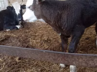 Kuh, Simmental cattle — Foto 2