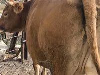 Sapi, Cattle — foto 4