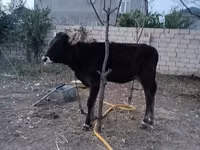 गाय, लाल-धब्बेदार नस्ल — फ़ोटो 3