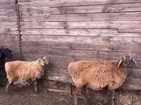 Domba jantan, Kazakh fat-tailed coarsewool sheep — foto 4