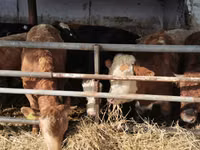 Rinder (Partie, Geschlecht nicht angegeben), Simmental cattle — Foto 6