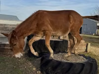 Caballo, Mule — foto 4