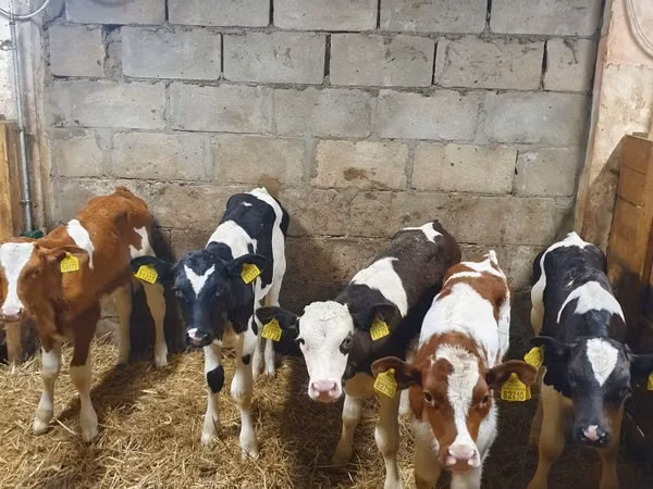 Banteng, Simmental cattle