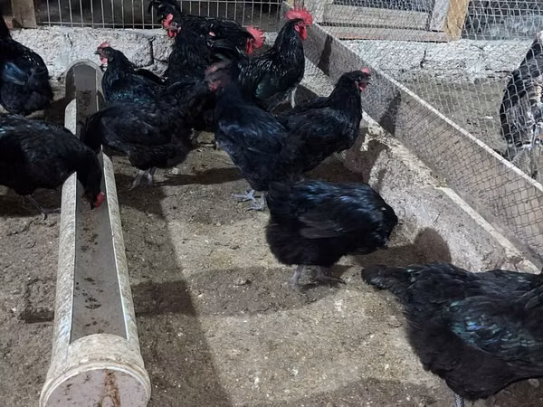 Australorp