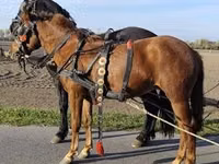 Jument, Hungarian horse breed — photo 4