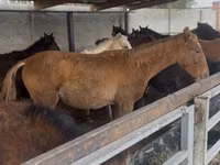 Caballo, Russian Don — foto 1